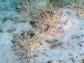 Blue Heron Bridge Ragged Sea Hare Mating Chain.jpg