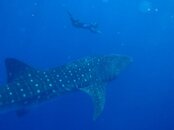 WS & FreeDiver.jpg