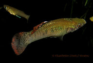 XXCenote_Fish_0013_a.jpg