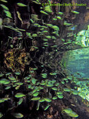 XX_Cenote_Fish_0086.jpg