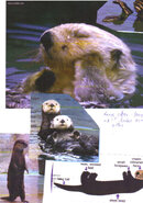sea otter pics.jpg