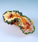 Glossodoris cincta.jpg