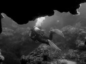 Sam_FFins_Reef_1243_a.jpg