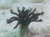 Blue Heron Bridge Banded Tube Dwelling Anemone.jpg