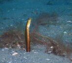 686 garden eel.jpg