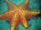 686 seastar.jpg