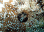 sta5.gif