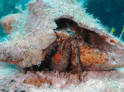 sta6.gif