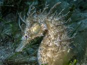 1294 01 seahorse 1.jpg