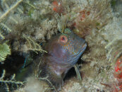 1294 13 seaweed blenny.jpg