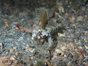 1294 17 lancer dragonet.jpg