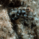 ee3.gif