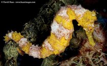 YellowSeahorseFB011517.jpg