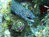 Spotted Moray.jpg