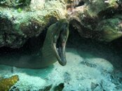 eel.jpg