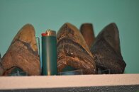 DSC_2235.jpg