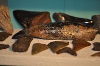 DSC_2238.jpg