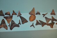 DSC_2243.jpg