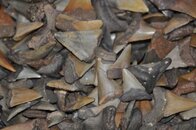 DSC_2245.jpg