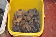 DSC_2251.jpg