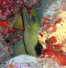 Green Moray Eeel.jpg