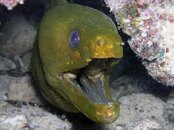 green moray.jpg