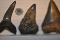 DSC_2284.jpg