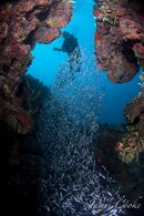 Silver Diver- Belize.jpg