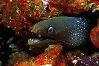 Belize Eel.jpg
