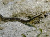 Blue Heron Bridge Sargassum Pipefish.jpg