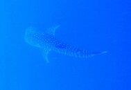 Whaleshark6 copy.jpg