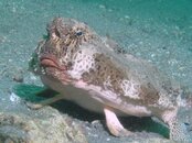 Blue Heron Bridge Polka-Dot Batfish.jpg