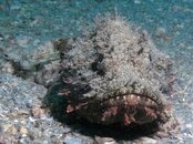 Blue Heron Bridge Spotted Scorpionfish.jpg