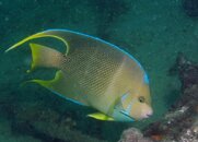 Blue Heron Bridge Blue Angelfish.jpg