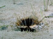 Blue Heron Bridge Lined Tube Dwelling Anemone.jpg