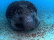 Blue Heron Bridge Manatee.jpg