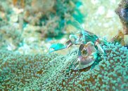 011Crab-vi.jpg