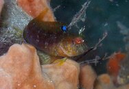 688 seaweed blenny01.jpg