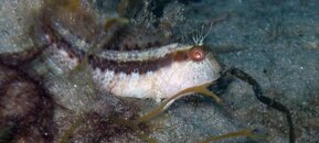 688 seaweed blenny04.jpg