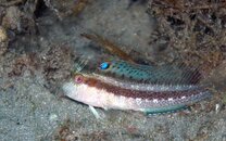 688 seaweed blenny05.jpg