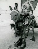smDiving Donkey.jpg