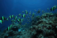 IMG_4142.gif IMG_4142.gif