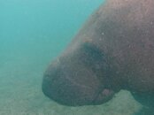 Blue Heron Bridge West Indian Manatee.jpg