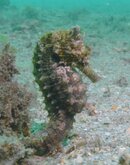 Blue Heron Bridge Pregnant Lined Seahorse.jpg