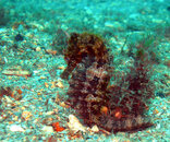 689 seahorse01_02_72dpi.jpg