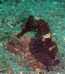 689 seahorse02_01_72dpi.jpg