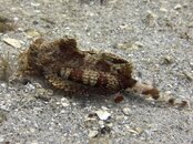 05-28-22 Bandtail Sea Robin.jpeg