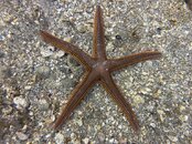 05-28-22 Sea Star.jpeg