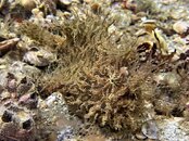 05-28-22 Striated Frogfish.jpeg