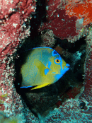 as1.gif